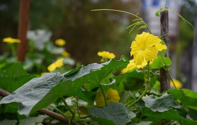 Pianta erbacea detta zucca marina: ecco cosa c’è da sapere sulla Brionia