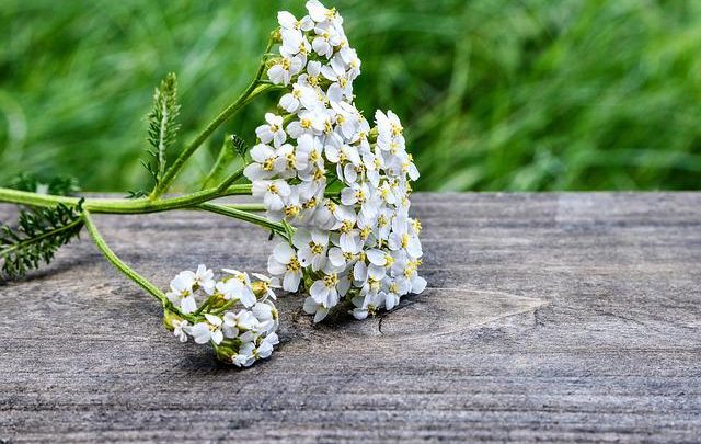 Millefoglie pianta: quali sono le proprietà curative dell’achillea? Come usarla?