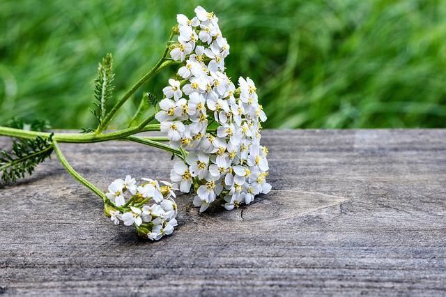 Millefoglie pianta: quali sono le proprietà curative dell’achillea? Come usarla?