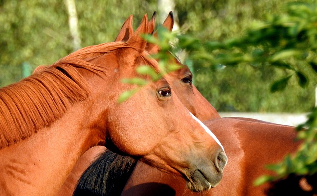 Cavalli dal pelo rossiccio: caratteristiche ed alimentazione dei sauri
