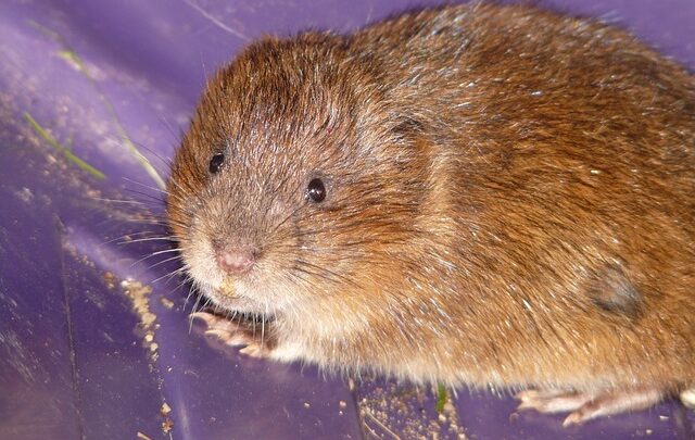 Sono simili alle arvicole: ecco cosa si sa dei lemming