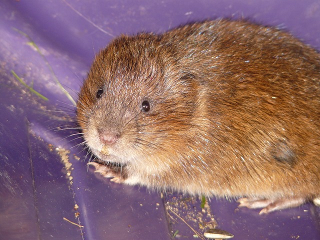 Sono simili alle arvicole: ecco cosa si sa dei lemming