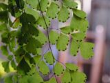 Una felce dalle belle foglie: caratteristiche e proprietà curative della Capelvenere