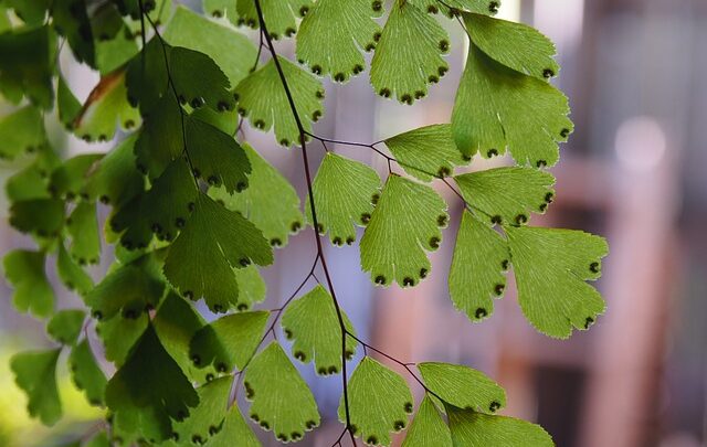 Una felce dalle belle foglie: caratteristiche e proprietà curative della Capelvenere