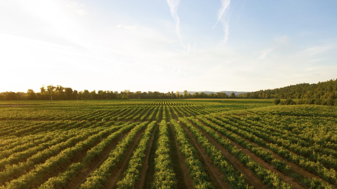 Filiera agroalimentare e sostenibilità: l’infografica Bennet mostra la via per la transizione green