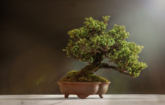 Creare arte vivente: Il mondo affascinante dei bonsai