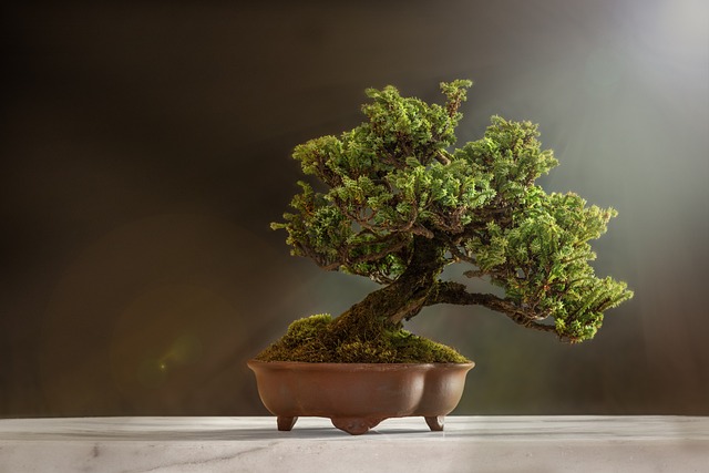 Creare arte vivente: Il mondo affascinante dei bonsai