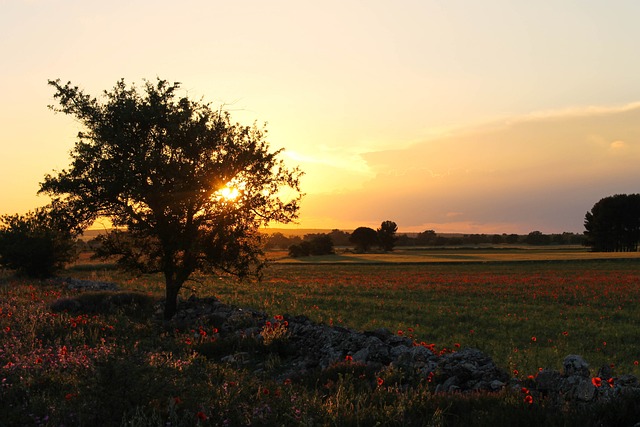 Le masserie della Puglia: una storia fra tradizioni e modernità