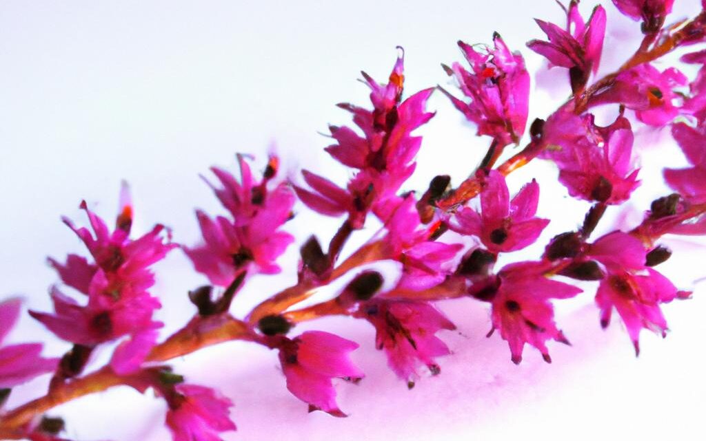 Pianta di brughiera: erica, il fiore delicato delle zone selvagge